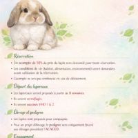 Belier nain minilop #1