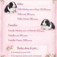 Belier nain minilop #2