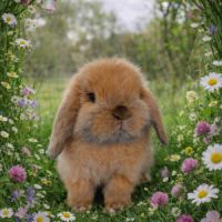 Belier nain minilop #3