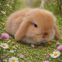 Belier nain minilop #4