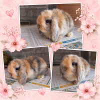 Belier nain minilop #5