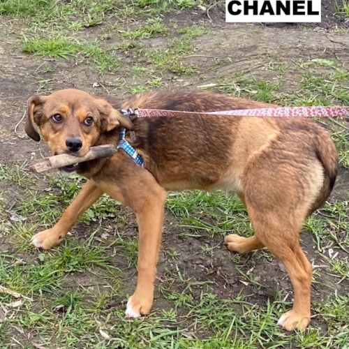 Chanel se trouve dans un refuge en ukraine #2