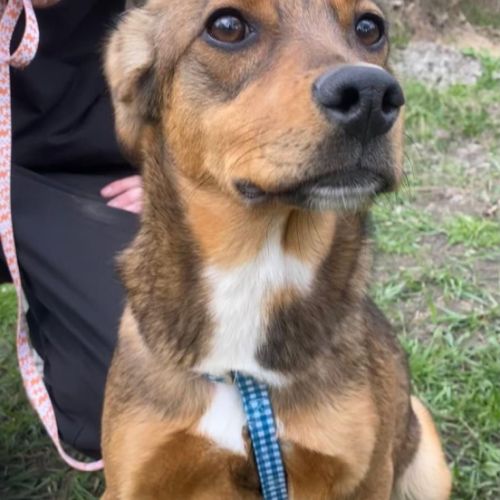 Chanel se trouve dans un refuge en ukraine