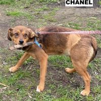 Chanel se trouve dans un refuge en ukraine #2