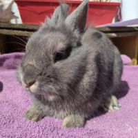 Lapin mâle, 1 an
