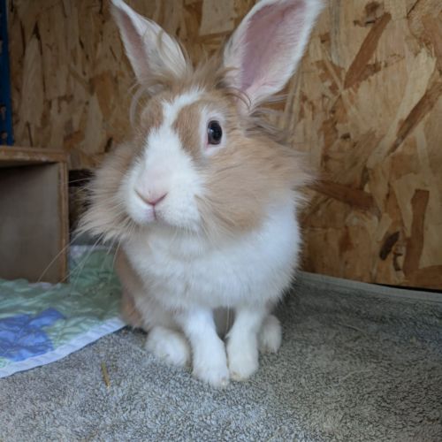 Lapin femelle, 4 ans