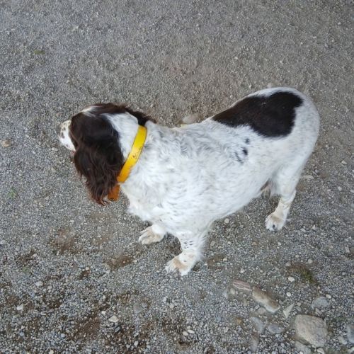 Chienne isis #6