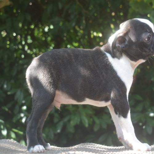 3 chiots boston terrier lof #1
