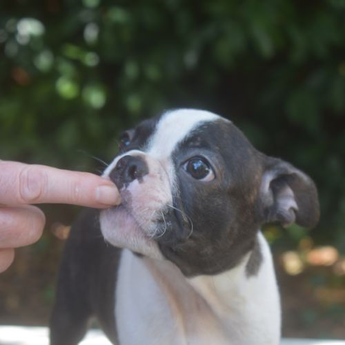 3 chiots boston terrier lof