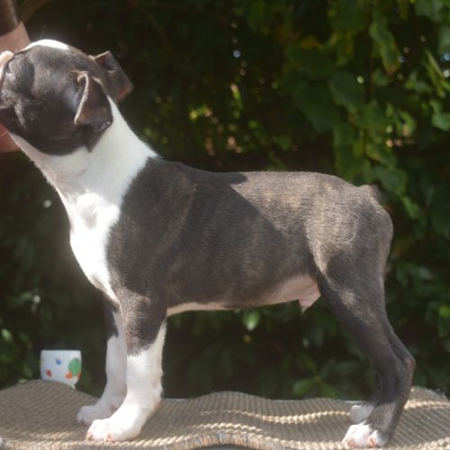 3 chiots boston terrier lof #5