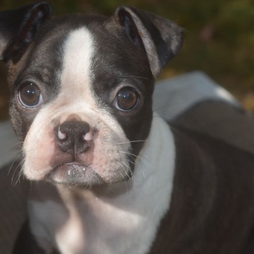 3 chiots boston terrier lof #6