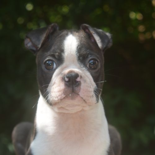3 chiots boston terrier lof #7