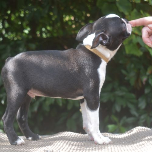 3 chiots boston terrier lof #9