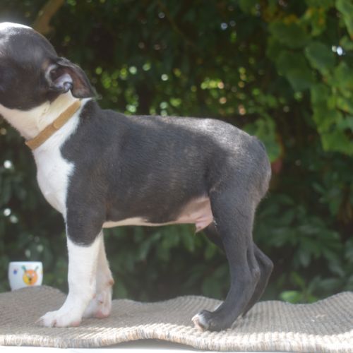 3 chiots boston terrier lof #10