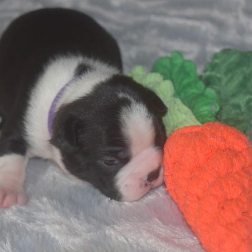 6 chiots boston terrier lof #5