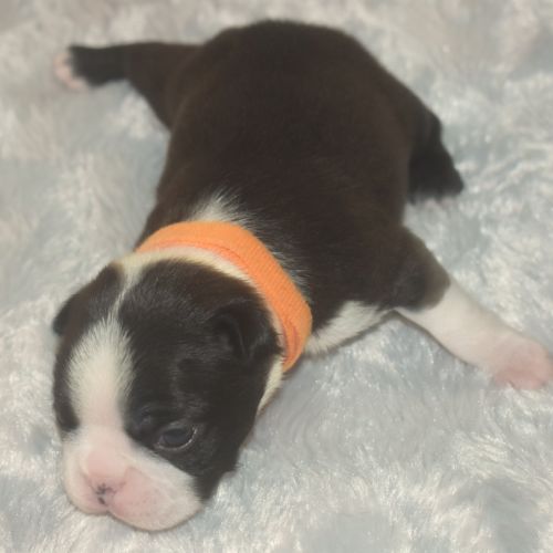 6 chiots boston terrier lof #7