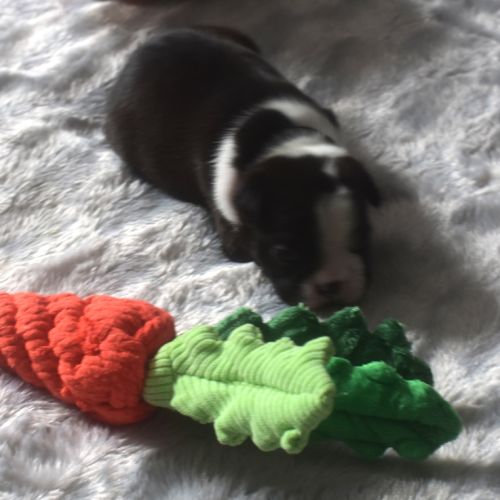 6 chiots boston terrier lof #9
