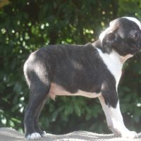 3 chiots boston terrier lof #1