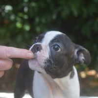 3 chiots boston terrier lof