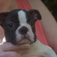 3 chiots boston terrier lof #3