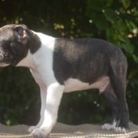 3 chiots boston terrier lof #4
