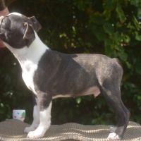 3 chiots boston terrier lof #5