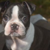 3 chiots boston terrier lof #6