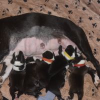 6 chiots boston terrier lof