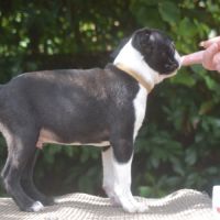 3 chiots boston terrier lof #8