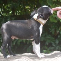 3 chiots boston terrier lof #9