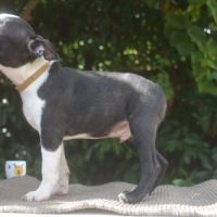 3 chiots boston terrier lof #10