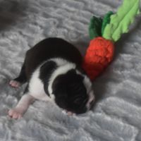 6 chiots boston terrier lof #1