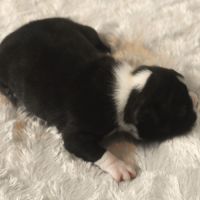 6 chiots boston terrier lof #2