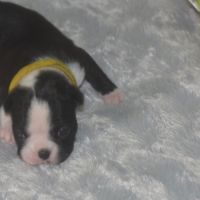 6 chiots boston terrier lof #3