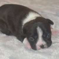 6 chiots boston terrier lof #4