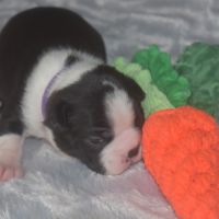 6 chiots boston terrier lof #5