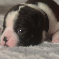 6 chiots boston terrier lof #6