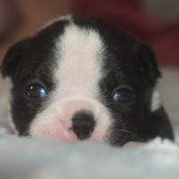 6 chiots boston terrier lof