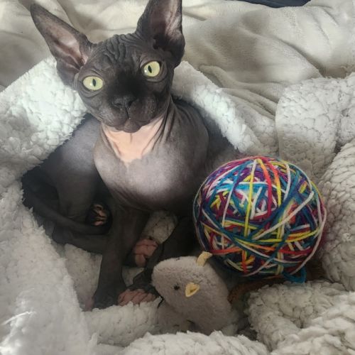 Chatons sphynx loof
