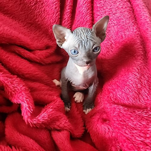 Chatons sphynx loof #2