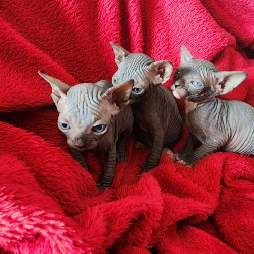 Chatons sphynx loof