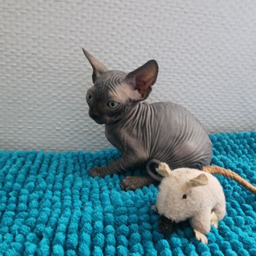 Chatons sphynx loof #1