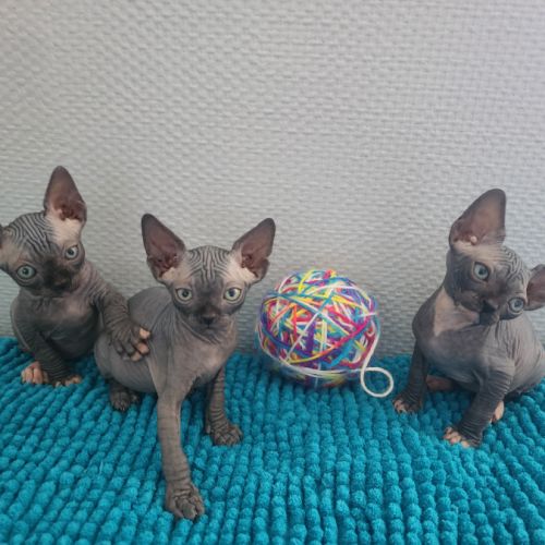 Chatons sphynx loof