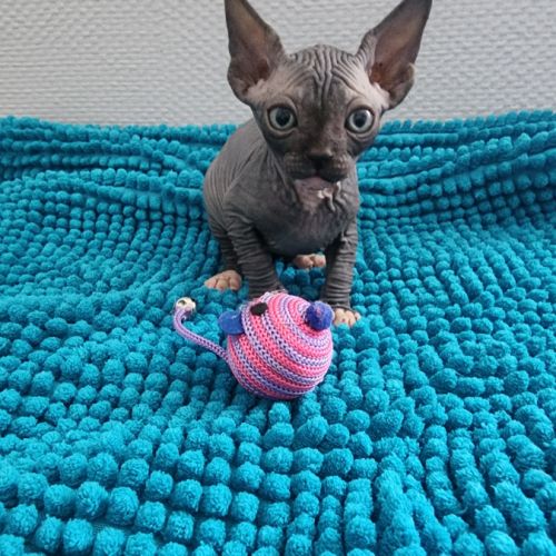 Chatons sphynx loof #3