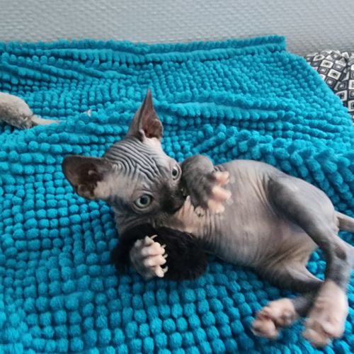 Chatons sphynx loof #4