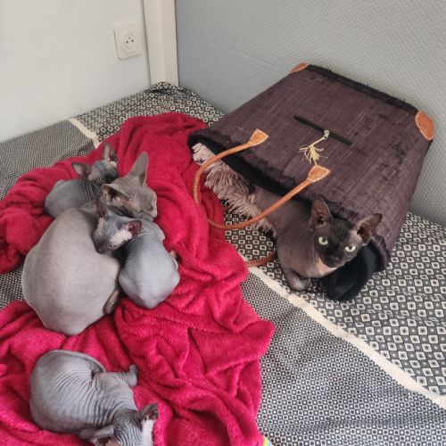 Chatons sphynx loof #2