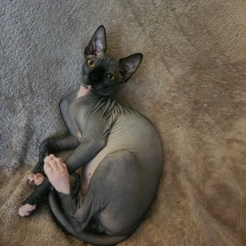 Chatons sphynx loof #2