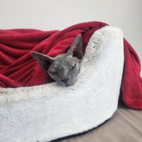 Chatons sphynx loof #1