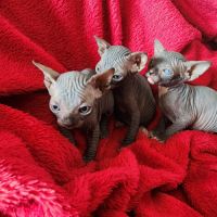 Chatons sphynx loof #0