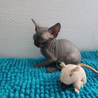 Chatons sphynx loof #1